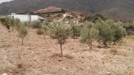 Działka w Estepona