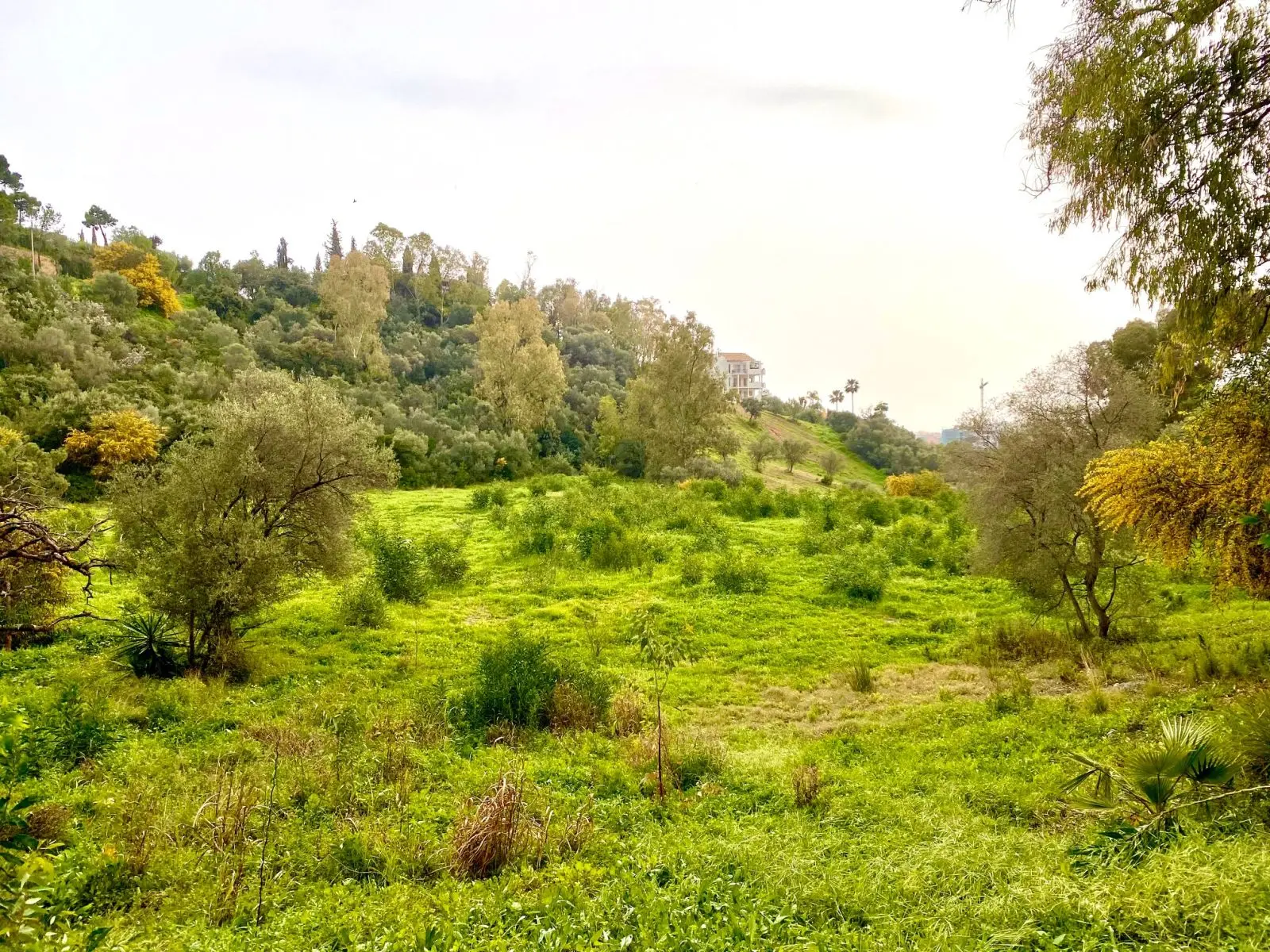 Terreno urbano en Benahavís