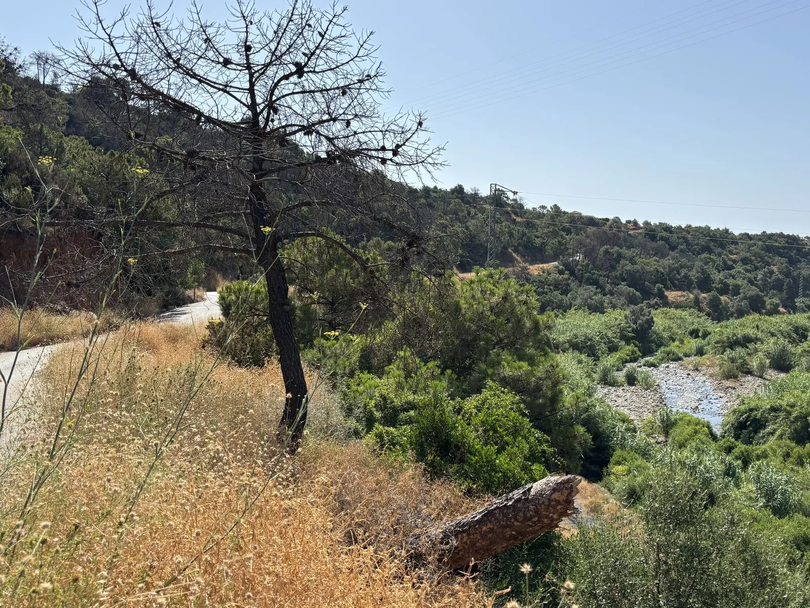 Terreno rural en El Padrón, Estepona